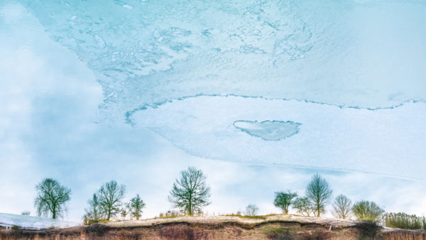 A fák némán álmodnak