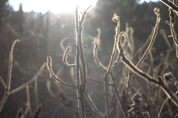 Fény és növény találkozása