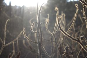 Fény és növény találkozása