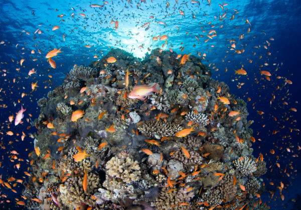 Napfelkelte a zátonyon