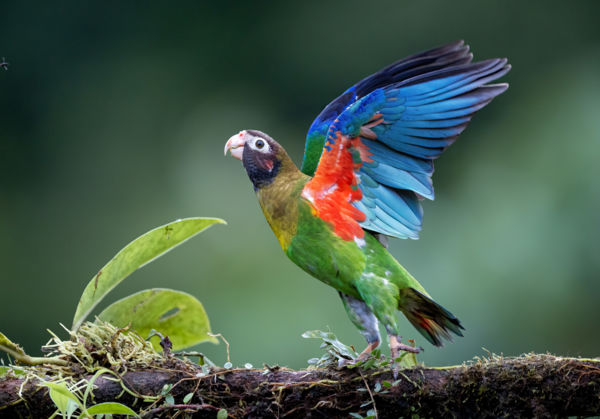 Szárnyrakapott színek