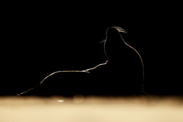 Fény és a tenger határán