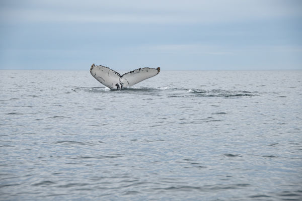 Pi, The Humpback Whale