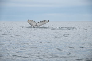 Pi, The Humpback Whale