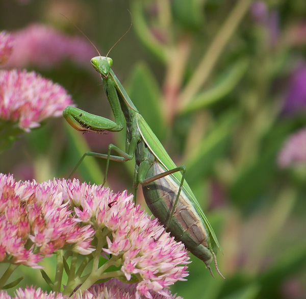 Mire vagy kíváncsi?