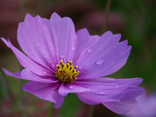 Esőcsepp a szirmokon