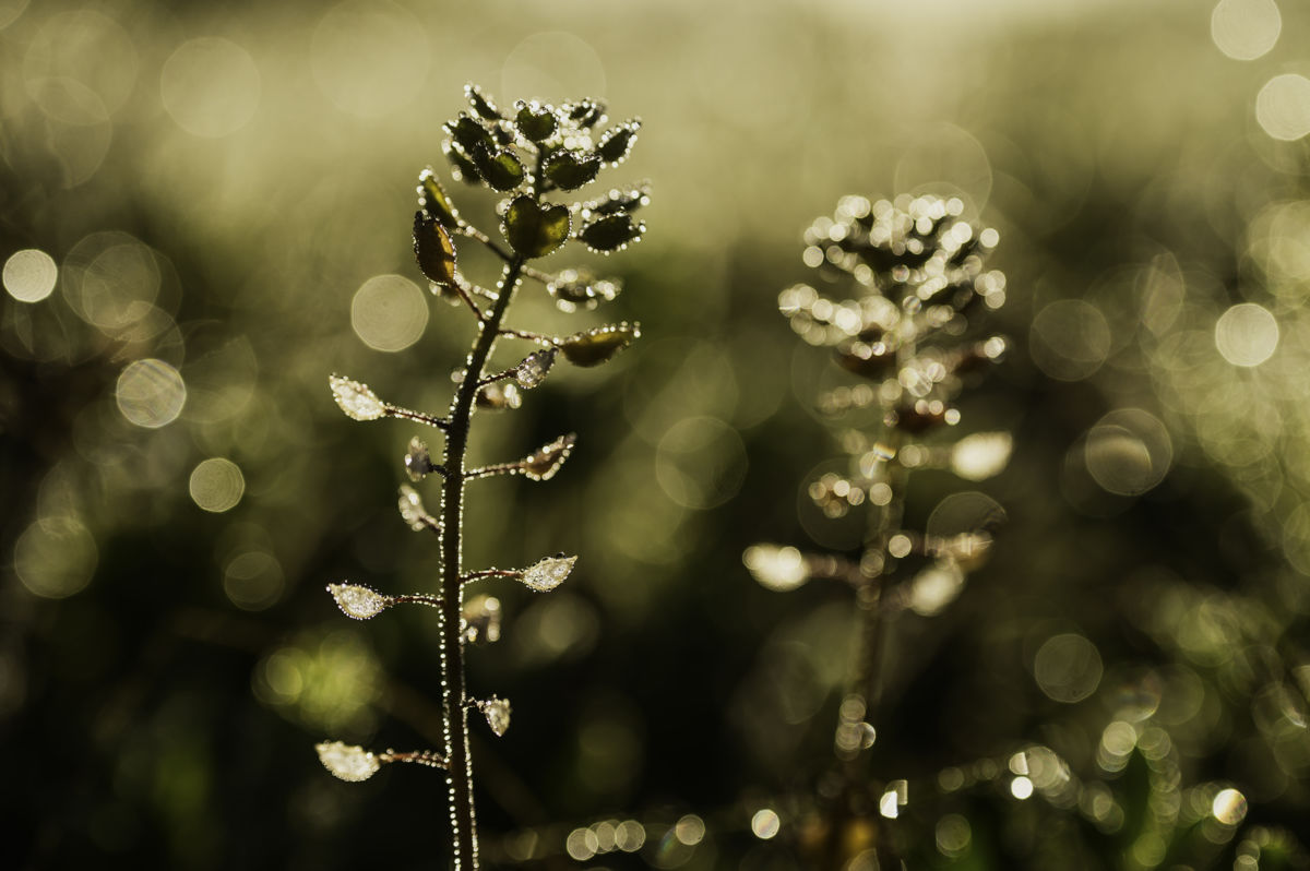 Teodóra Fellegvári