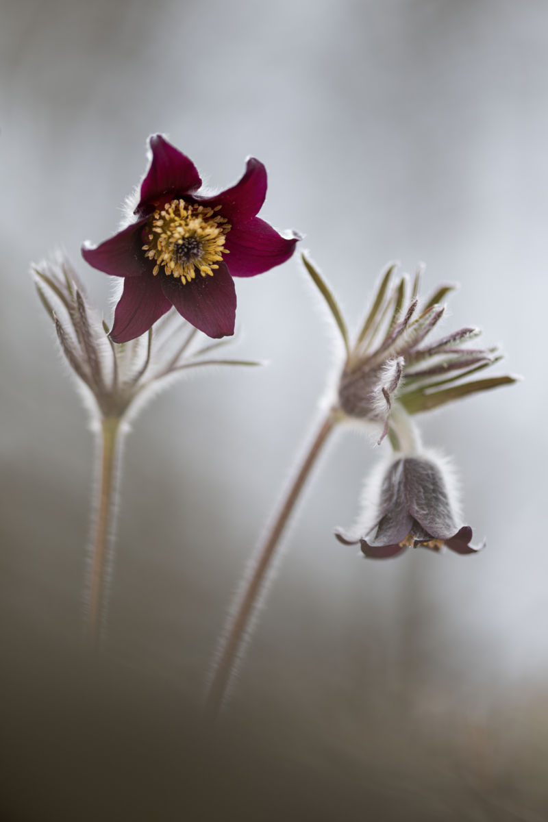 Dr. Kálmán Zsuzsanna