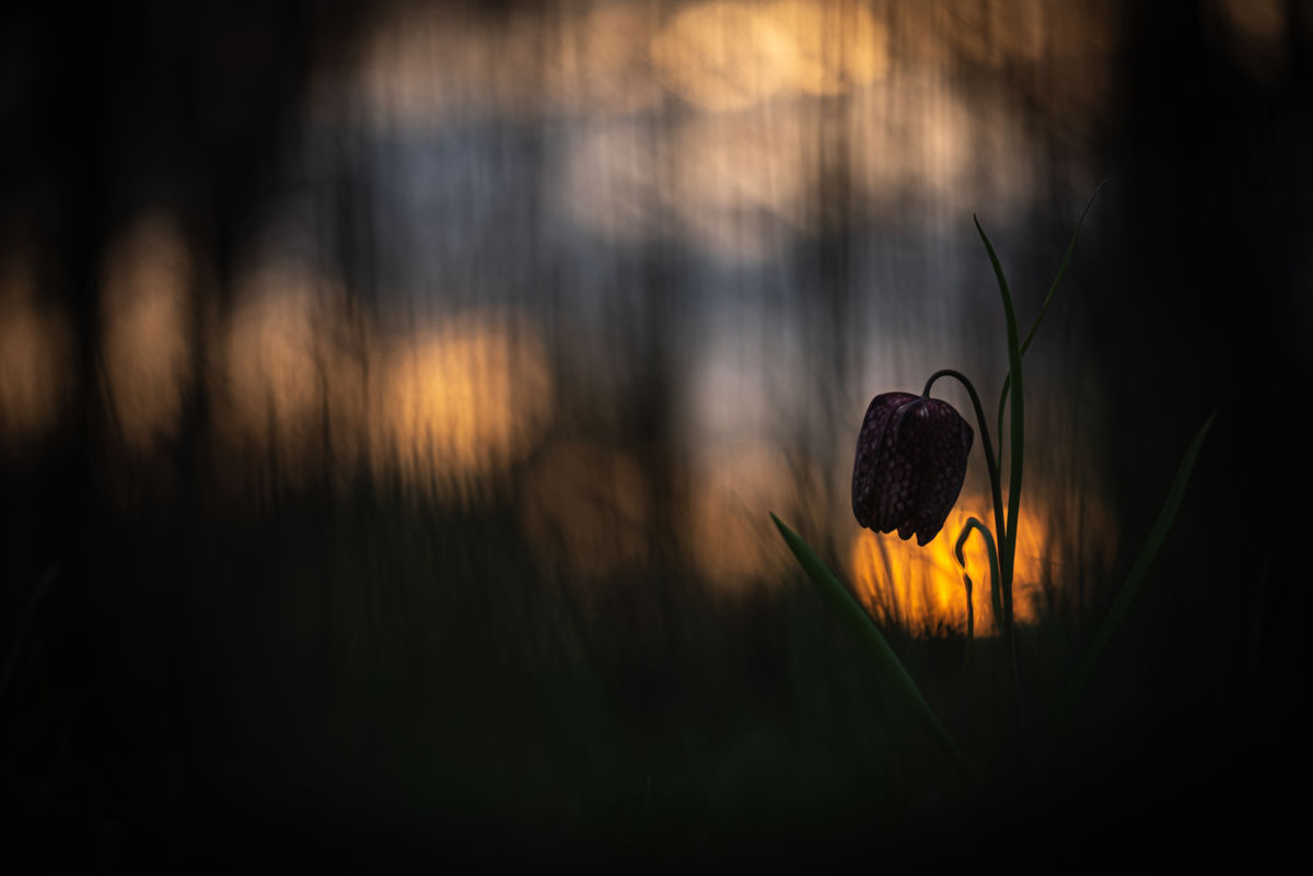 Darányiné Bakos Éva