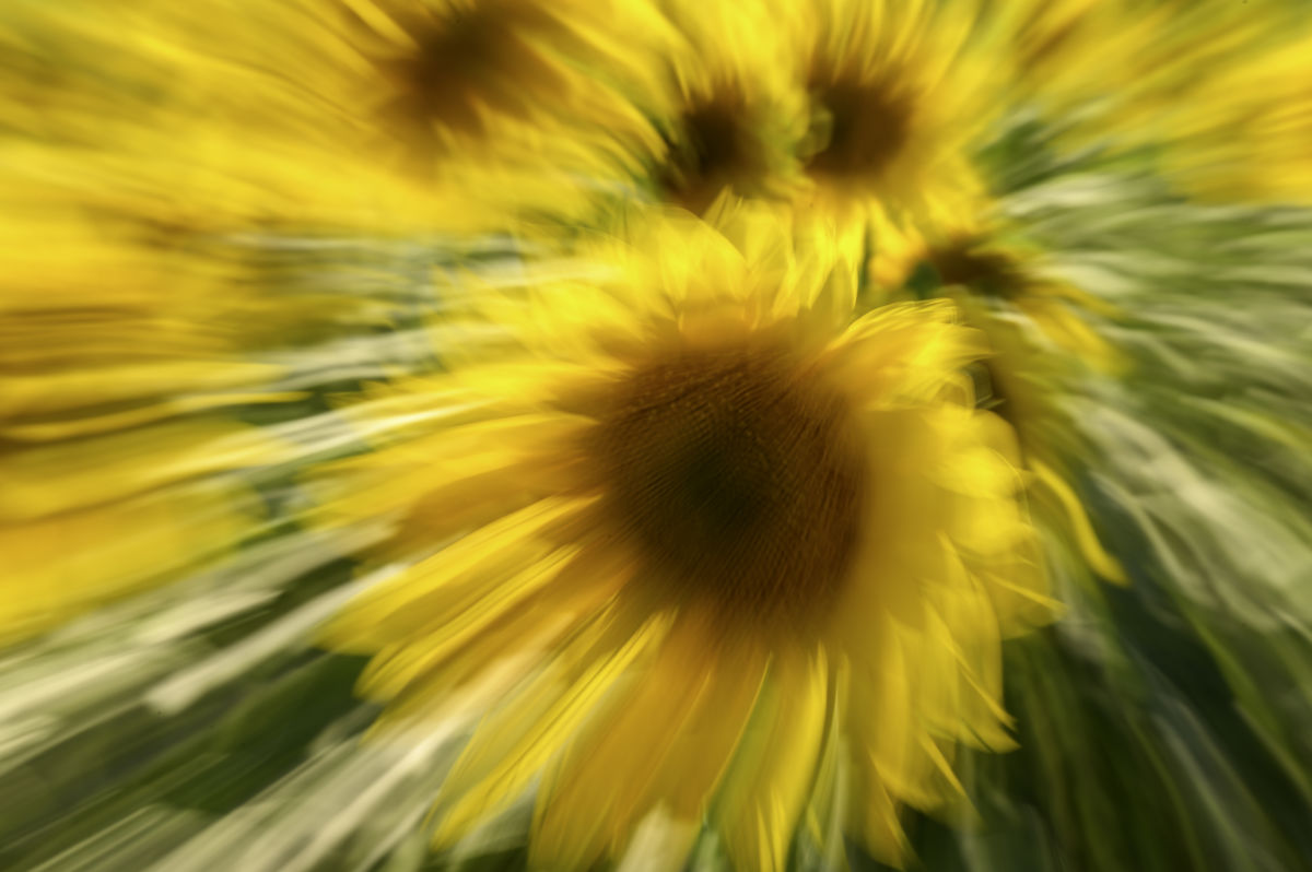 Teodóra Fellegvári