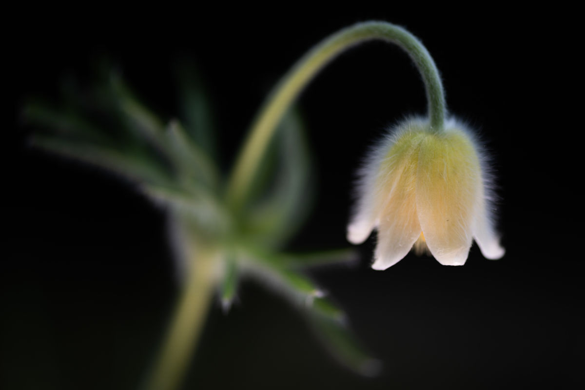 Dr. Kálmán Zsuzsanna