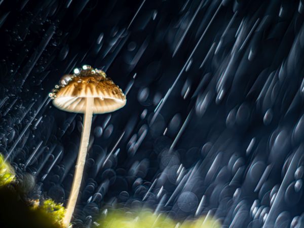 Dacolva az elemekkel