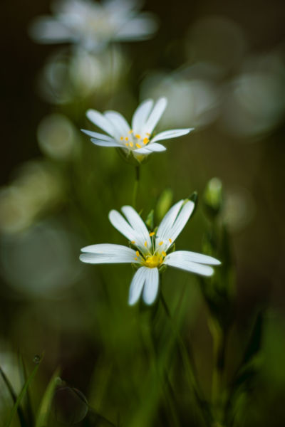 Stellaria harmatcseppel