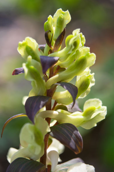 Tavaszi elsők között