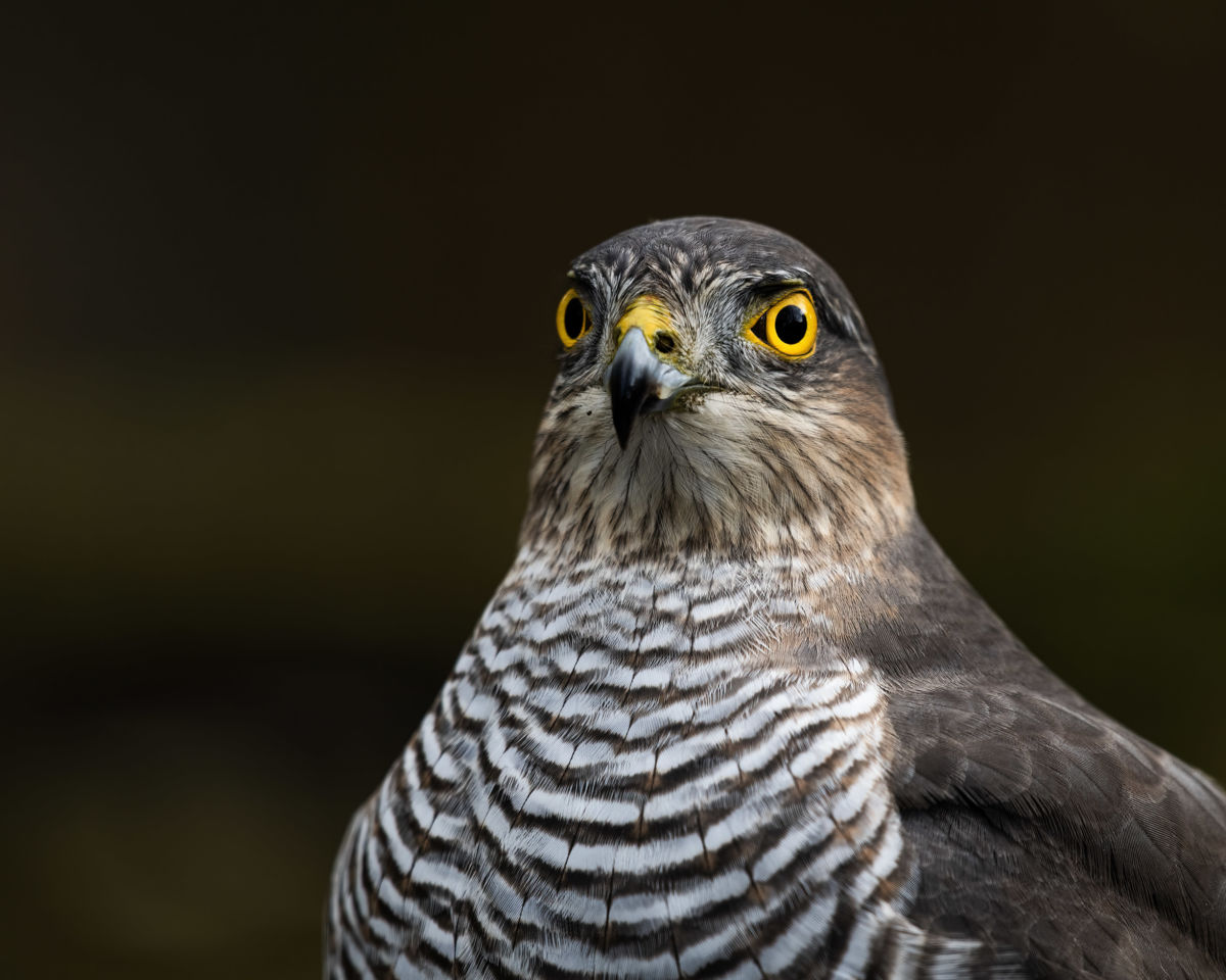 Dr. Kálmán Zsuzsanna