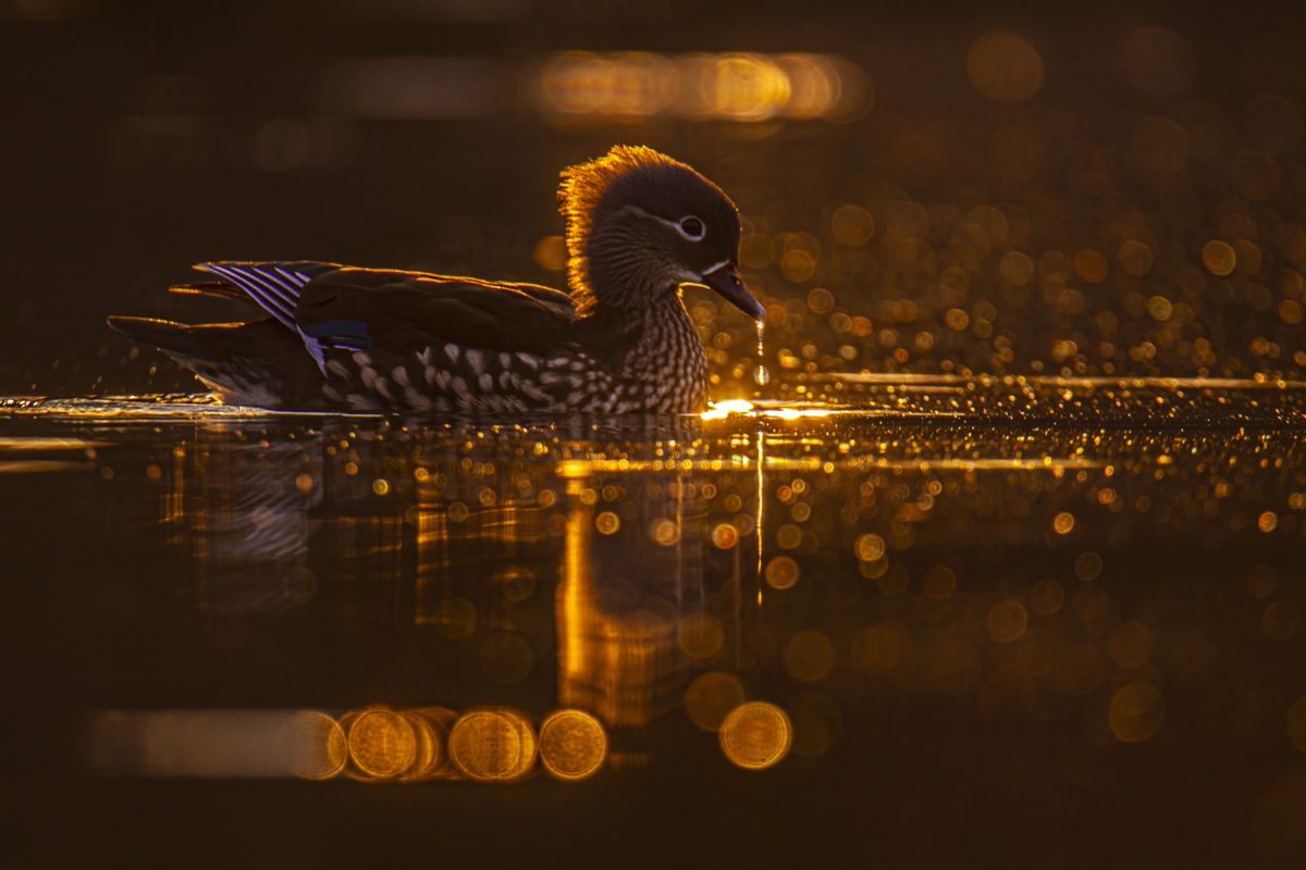 Kovács Máté Benedek