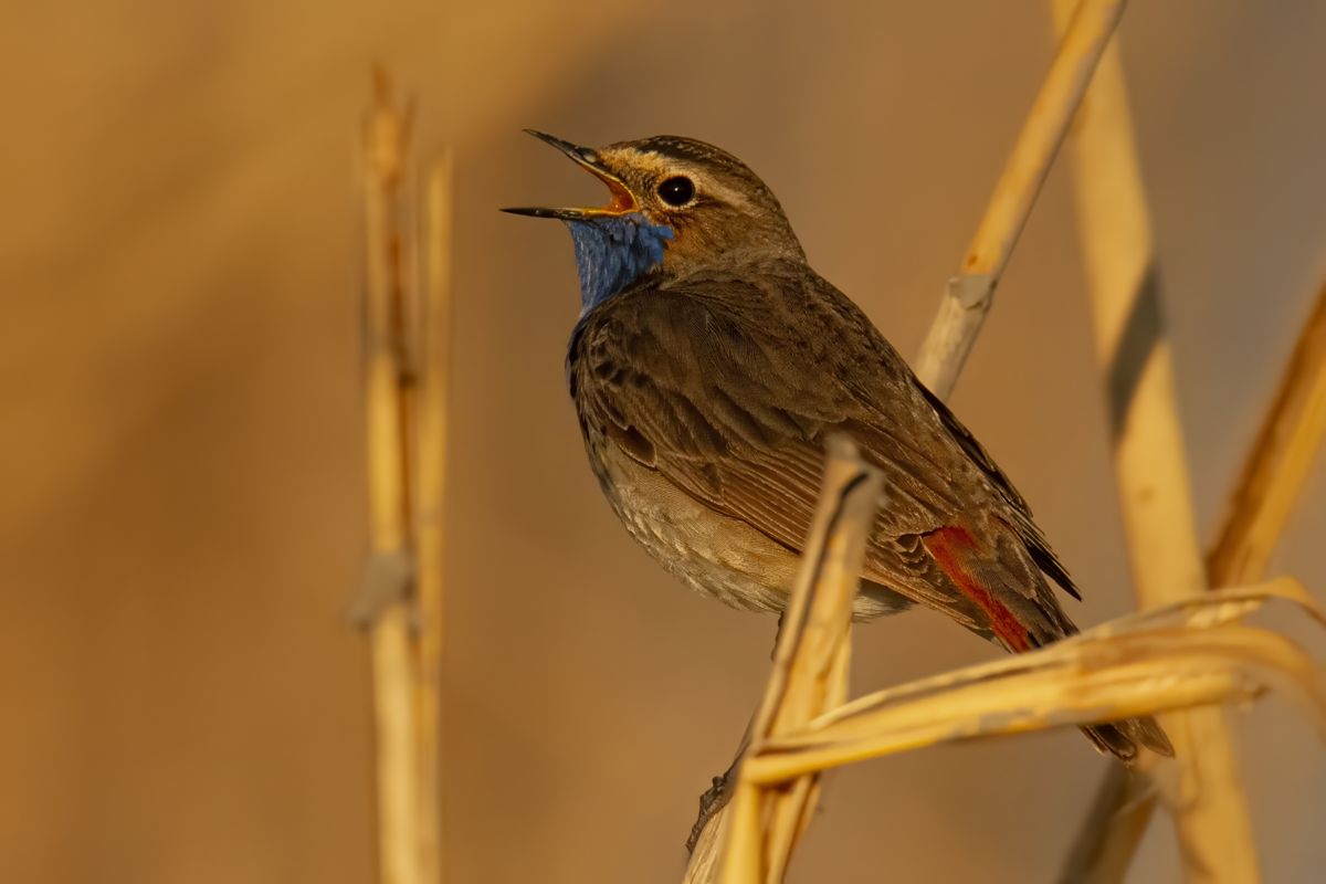 Kovács Máté Benedek