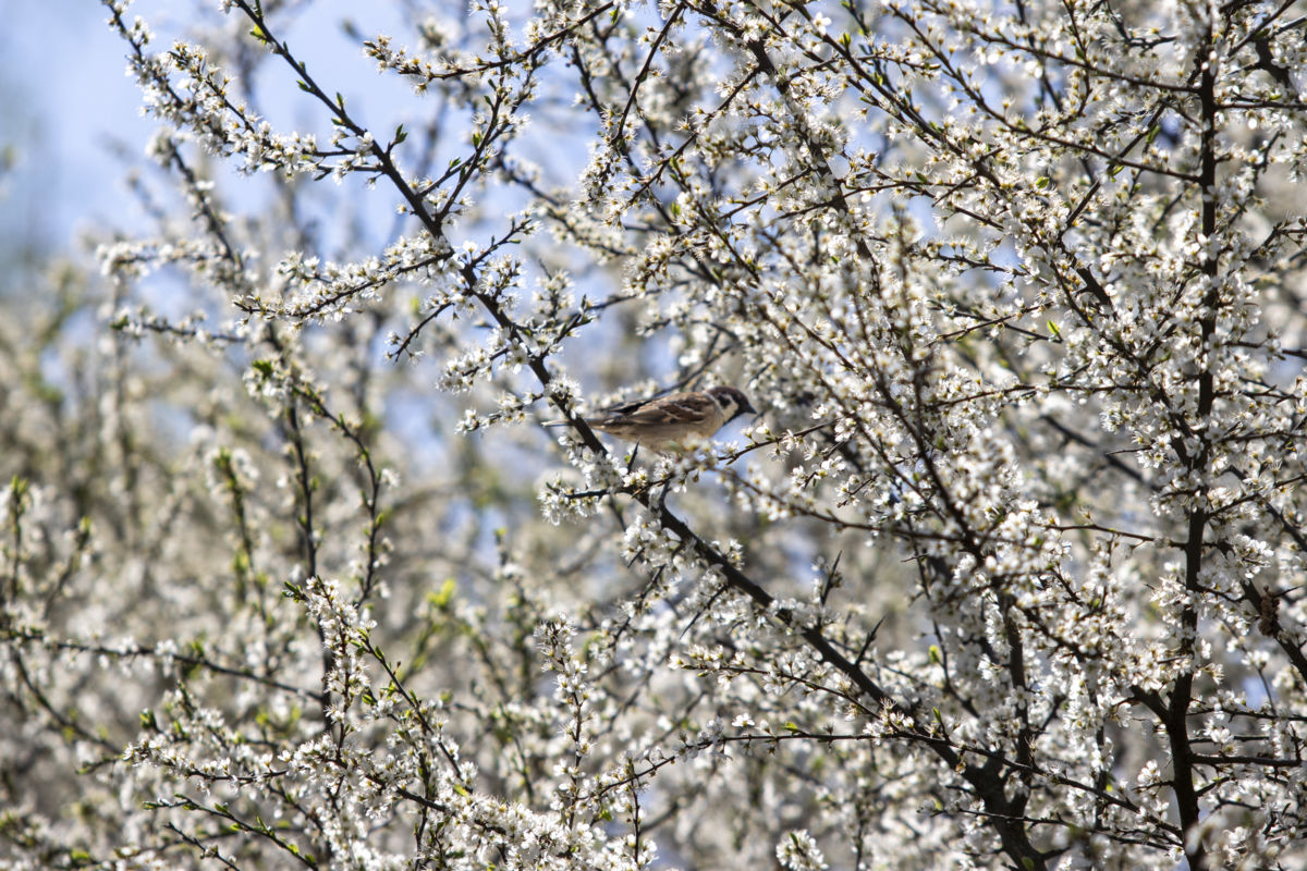 Oszlánszki Máté Attila
