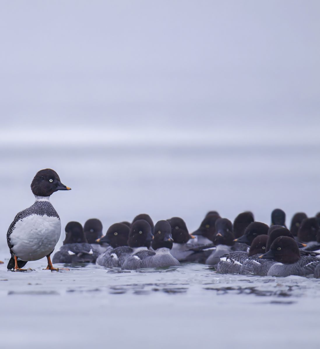 Kovács Máté Benedek