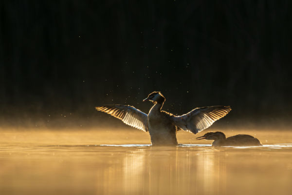 Hajnali nyújtózás