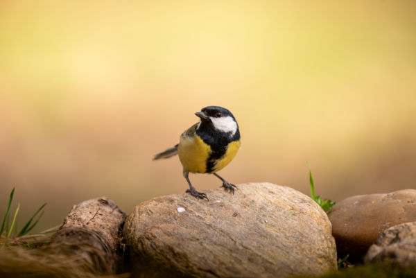 Sárga ködmönkében