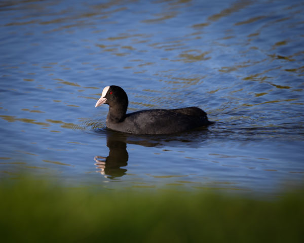 A tó fekete gyöngye