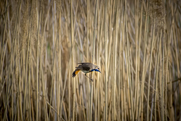 A nádas gyöngyszeme