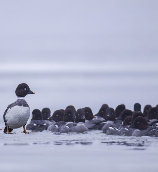 Tanár úr, mindenki jelen van!