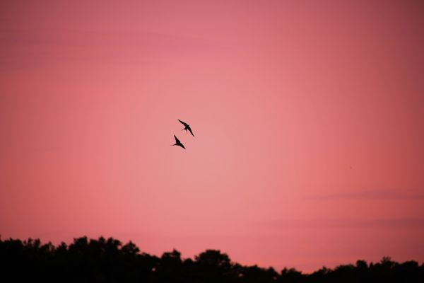 Két árny az alkonyban
