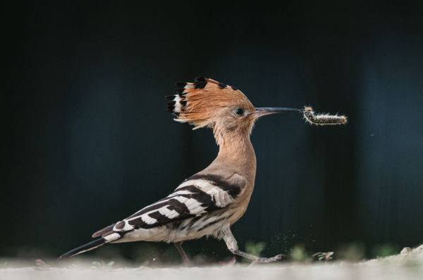 En garde