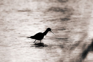 Árny a vízfelszín felett