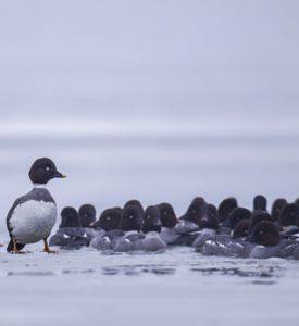 Tanár úr, mindenki jelen van!