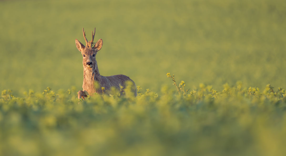 Major-Szekeres Evelin