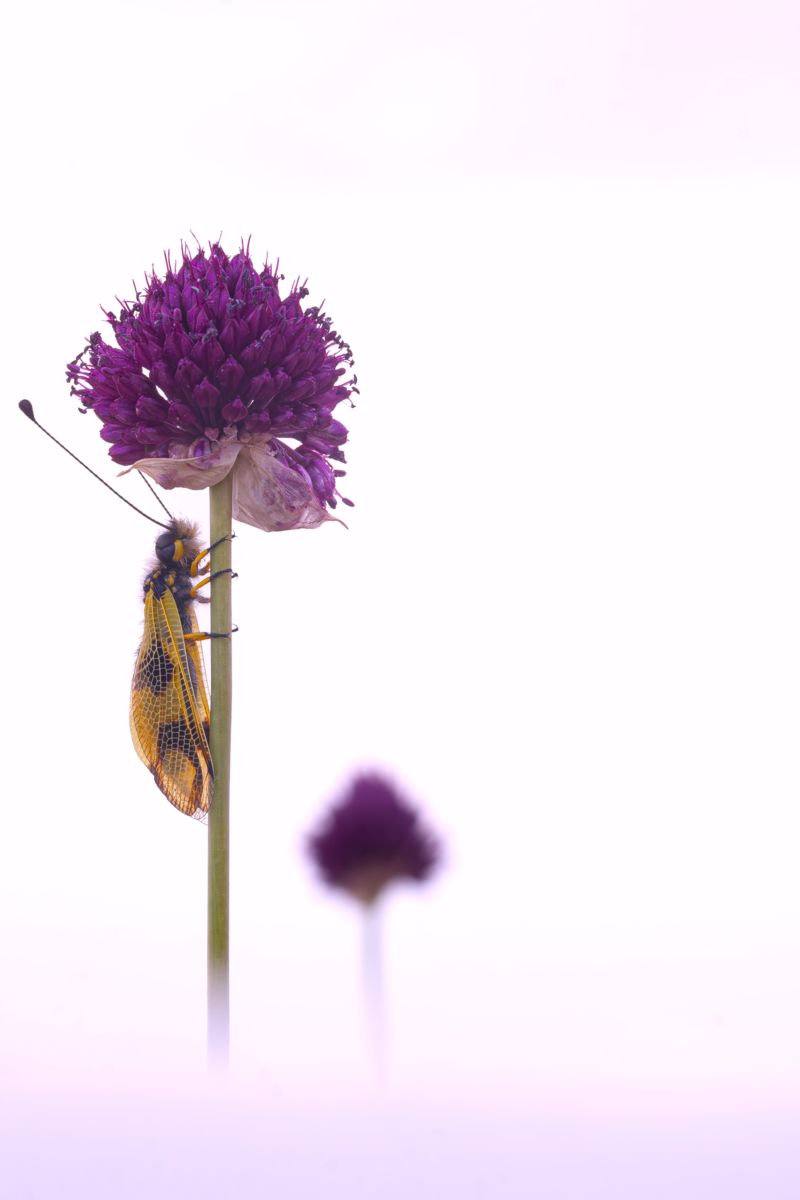 Kovács Máté Benedek