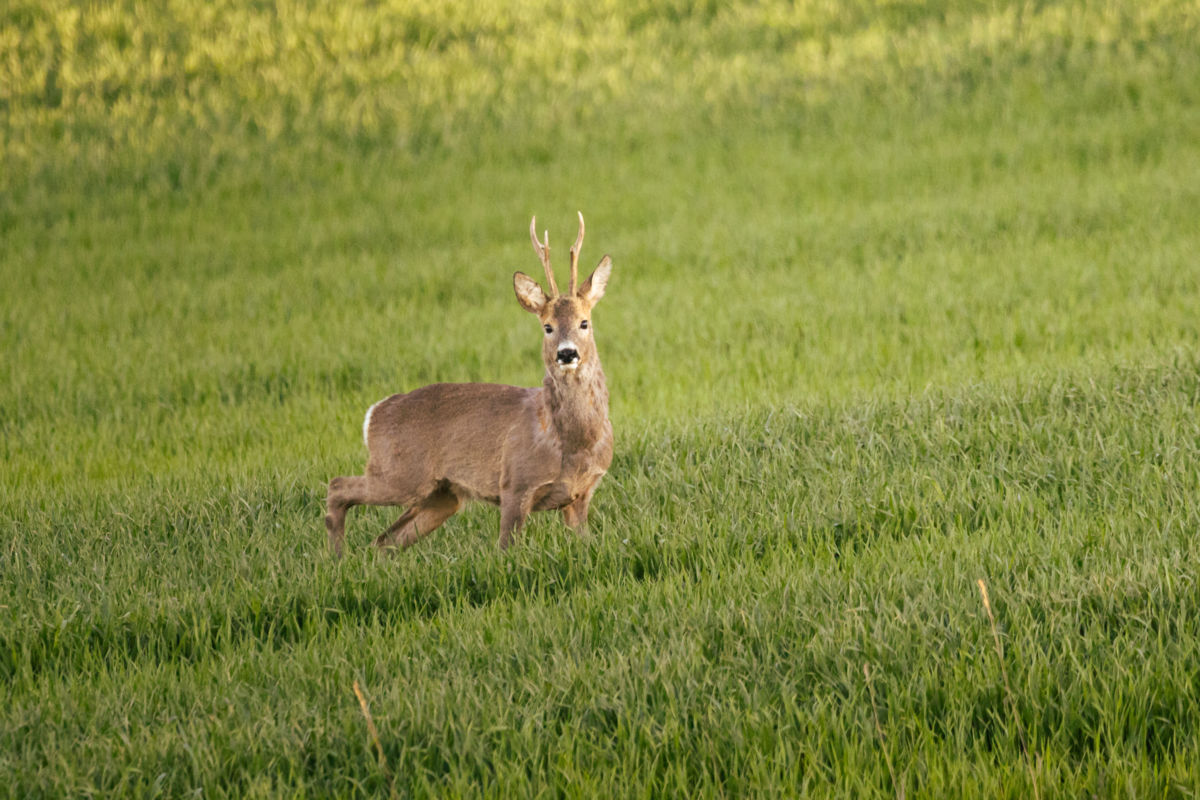 Dabis Mátyás Márton