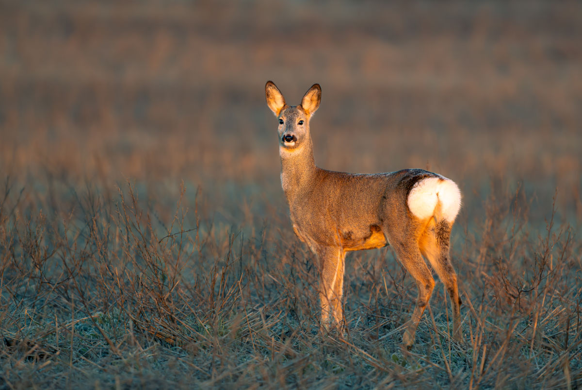 Major-Szekeres Evelin