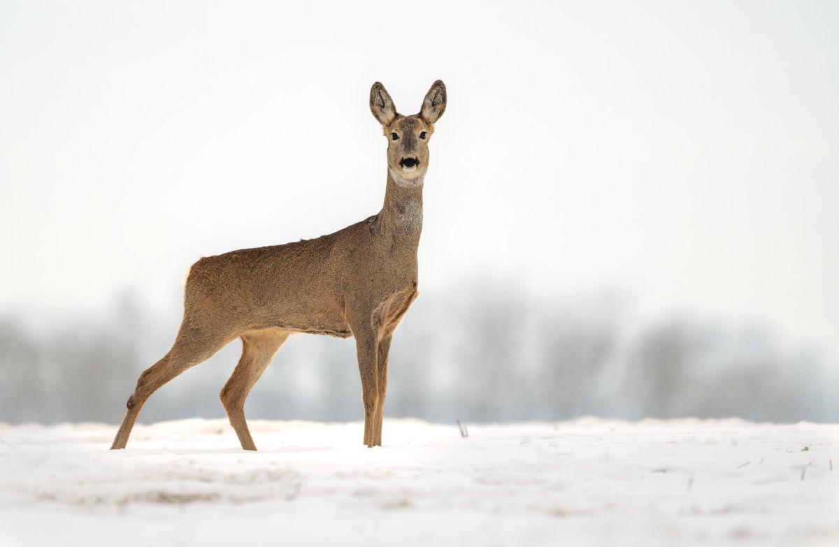 Major-Szekeres Evelin