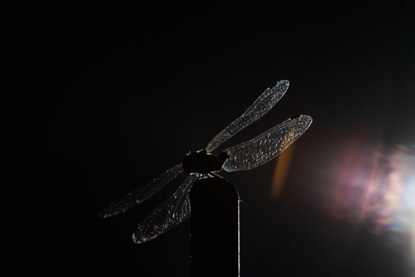 Törékeny ragyogás