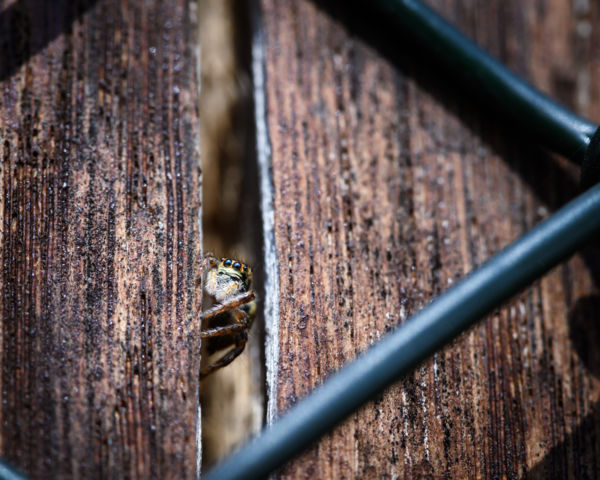 Kukucs! vagy Ki van ott?