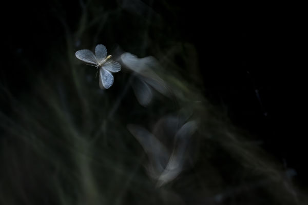 A tél csendes suhanása