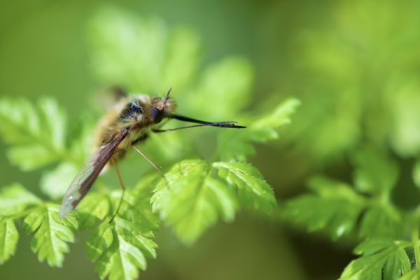 Szívóka tisztogatás