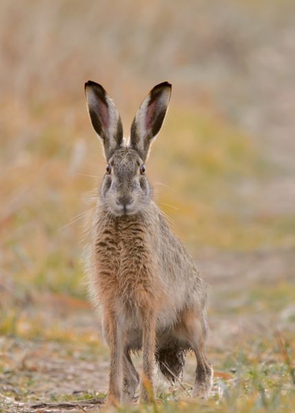 Tátott füllel figyelő