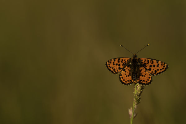 Reggeli szárítkozás