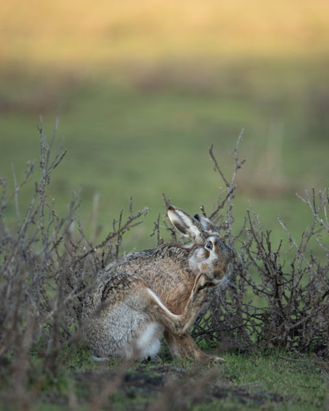 Lerágom a körmöm Húsvétig