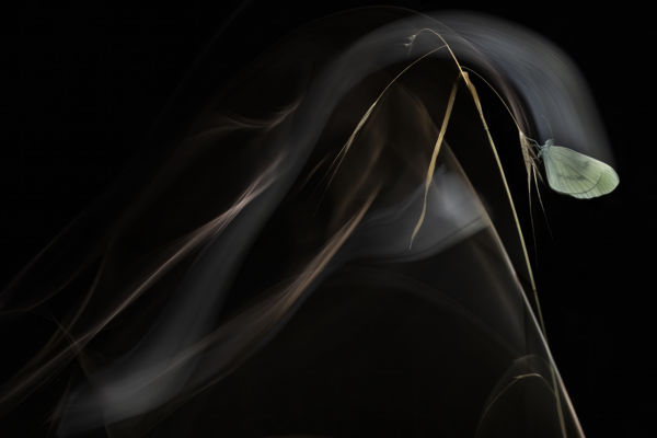 Az este ecsetvonása