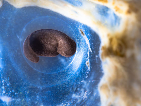 A remény bölcsője