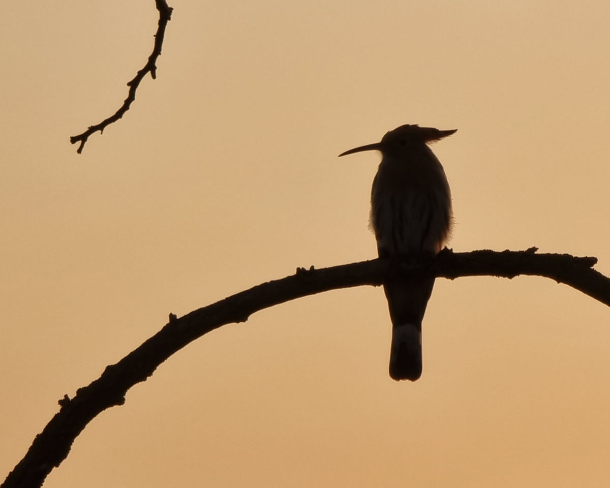 Dr. Kálmán Zsuzsanna