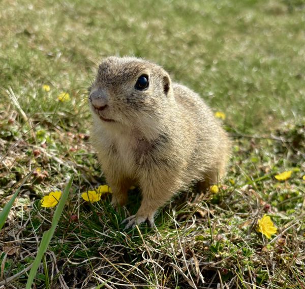 Az üldögélő ürge