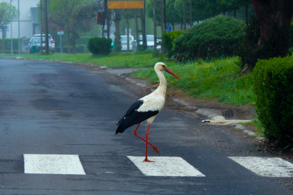 John Gerzson átkelése a tiszalöki "Abbey Road"-on