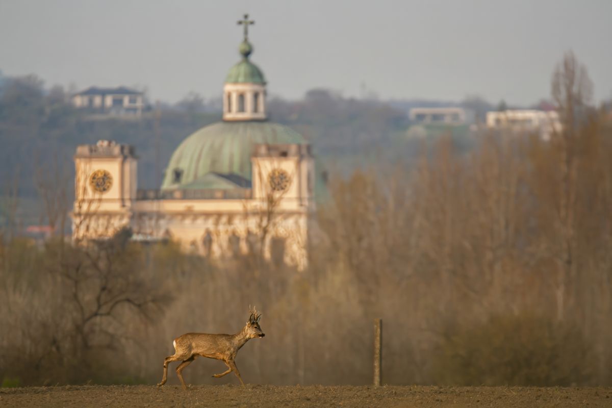 Kovács Máté Benedek